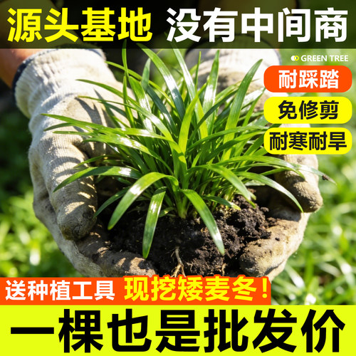 日本矮麦冬草苗玉龙草宽叶草庭院常绿耐阴耐寒工程四季青绿化植物 - 图0