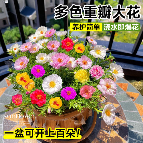 重瓣太阳花盆栽特大号花苗室内阳台花卉绿植物四季好养活花种籽子 - 图0