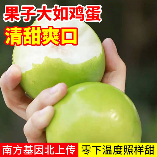 枣树活苗特大牛奶青枣嫁接特大南北方种植庭院冰糖枣树果树苗盆栽 - 图2