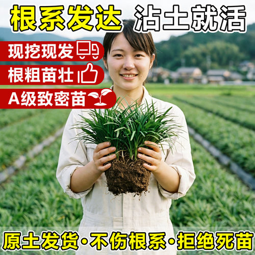 日本矮麦冬草苗玉龙草宽叶草庭院常绿耐阴耐寒工程四季青绿化植物 - 图1