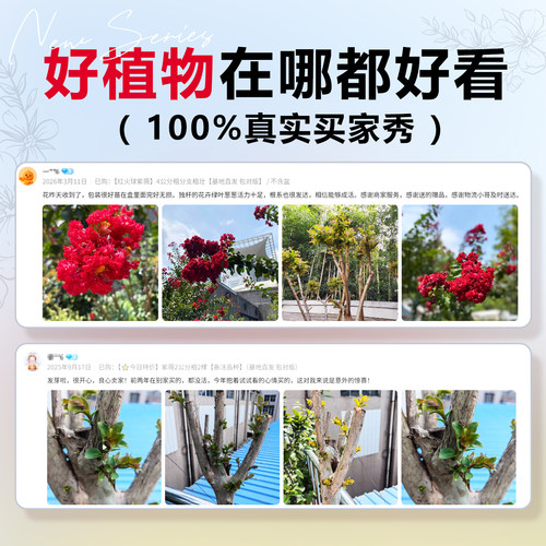 紫薇花树苗庭院大型老桩别墅室外道路绿化植物风景大树百日红花卉 - 图3