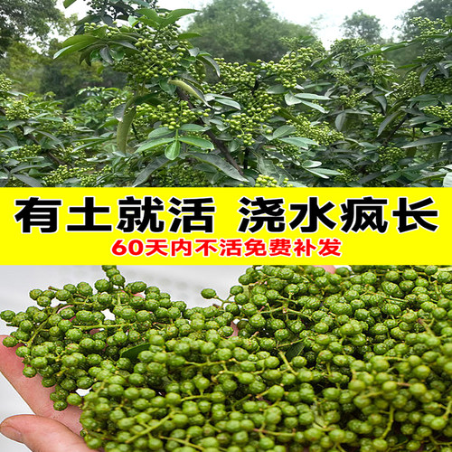 正宗九叶青花椒苗树当年结果四川汉源藤椒室外种植无刺绿麻椒大苗 - 图1