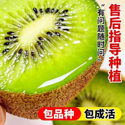 嫁接猕猴桃树果苗一公一母红心绿心软枣盆栽地栽南北四季种植耐寒 - 图2