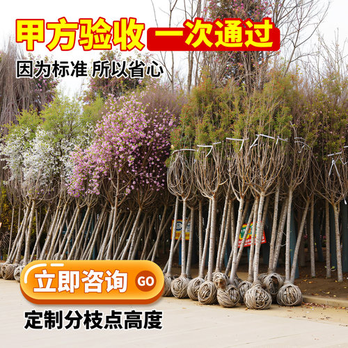 樱花树苗批发庭院大树晚樱冬樱垂枝樱南北方室外绿化工程苗风景树 - 图2