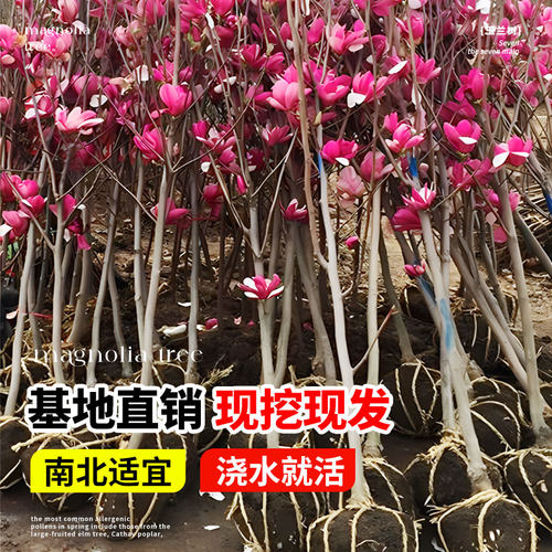 紫玉兰花树苗盆栽红白黄玉兰花苗室外庭院耐寒植物绿化广玉兰花卉 - 图1