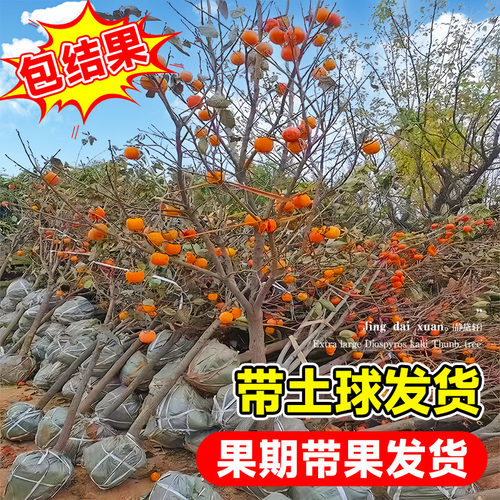柿子树特大苗脆甜阳丰太秋火晶嫁接水果庭院盆栽南北方种植果树苗 - 图2