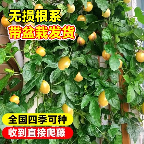 黄金百香果树果苗九号四季纯甜嫁接盆栽带土不断结果包邮黄金果苗 - 图3