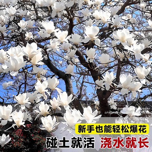 白玉兰树苗带花苞庭院大树植物室内外常青花卉紫玉兰树苗老桩四季 - 图1