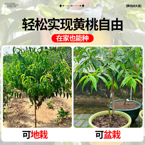 黄桃树果苗正宗锦绣黄桃树苗水蜜桃地栽庭院南方北方种植当年结果 - 图2