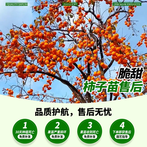 柿子苗树苗脆甜无核特大嫁接果苗南北方种植耐寒盆栽地栽当年结果 - 图3