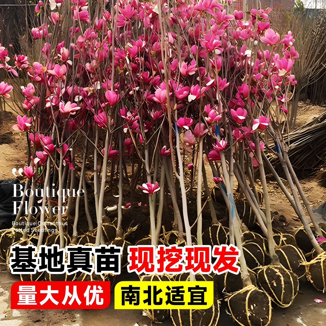 玉兰花树苗带花苞白紫玉兰盆栽庭院绿化开花耐寒植物室外四季花卉 - 图2