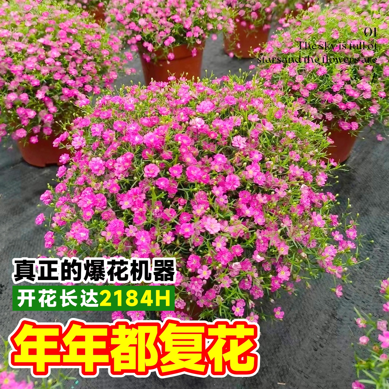 满天星花苗盆栽室内阳台四季开花室外庭院工程绿化好养绿植萼距花