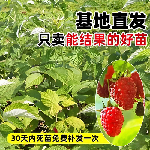 树莓苗双季覆盆子南北种植无刺耐寒四季结果阳台盆栽地栽庭院果树 - 图2