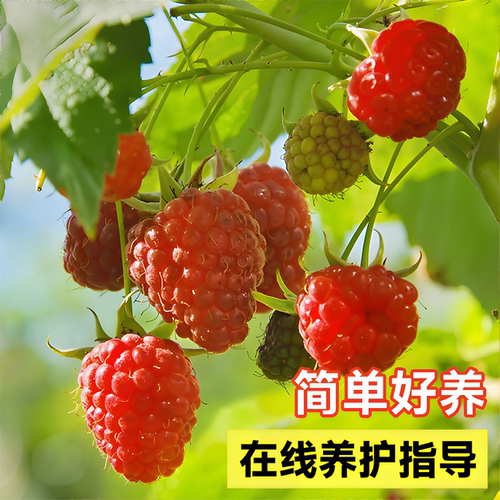 树莓苗双季覆盆子南北种植无刺耐寒四季结果阳台盆栽地栽庭院果树 - 图0