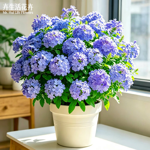 蓝雪花带花苞盆栽爬藤大苗老桩棒棒糖四季开花阳台垂吊好养易爆花 - 图0