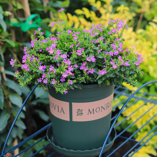 繁星点点！满天星盆栽庭院室内阳台花卉四季开好养耐热耐寒植物 - 图1