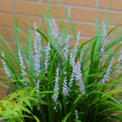金边麦冬草花苗耐寒花卉花园别墅庭院花镜植物耐寒花卉四季常绿 - 图2