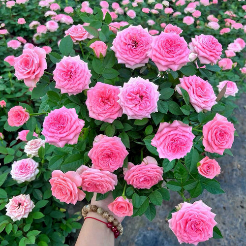 云南玫瑰花苗盆栽带花苞大花月季四季多年生玫瑰果汁阳台花园植物 - 图0