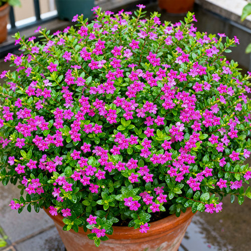 繁星点点！满天星盆栽庭院室内阳台花卉四季开好养耐热耐寒植物 - 图2