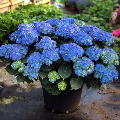 带花发货 无尽夏绣球花苗盆栽四季开花老桩木本花手鞠绣球可调蓝 虎窝淘
