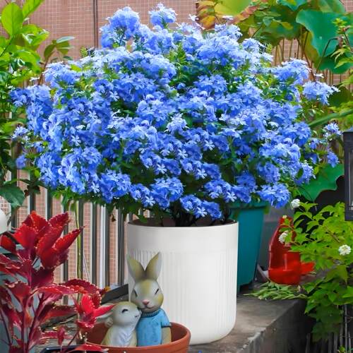 【养不死】蓝雪花盆栽大苗带花苞老桩爬藤棒棒糖苗阳台室内花卉 - 图1