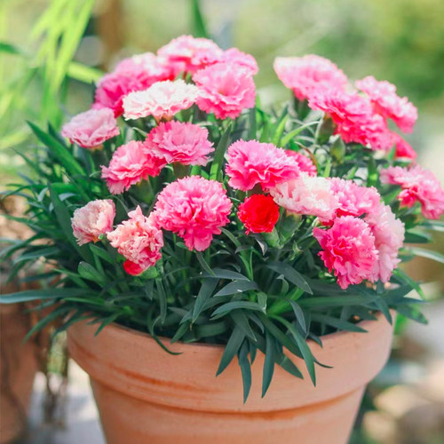 康乃馨盆栽花苗室内花阳台庭院四季开桌面绿植花卉多年生带花苞 - 图2