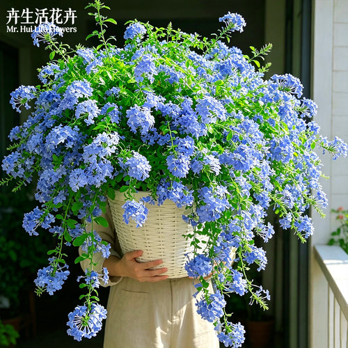 蓝雪花带花苞盆栽爬藤大苗老桩棒棒糖四季开花阳台垂吊好养易爆花 - 图3