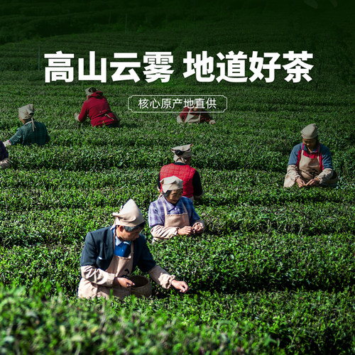 2025新茶汉中宁强毛尖千山茶业高山云雾浓香型散装炒青250g茶叶 - 图3