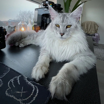 Maine cat young cat living Russian origin Maine cat giant forest cat smoke grey brown tiger silver tiger pure white cat