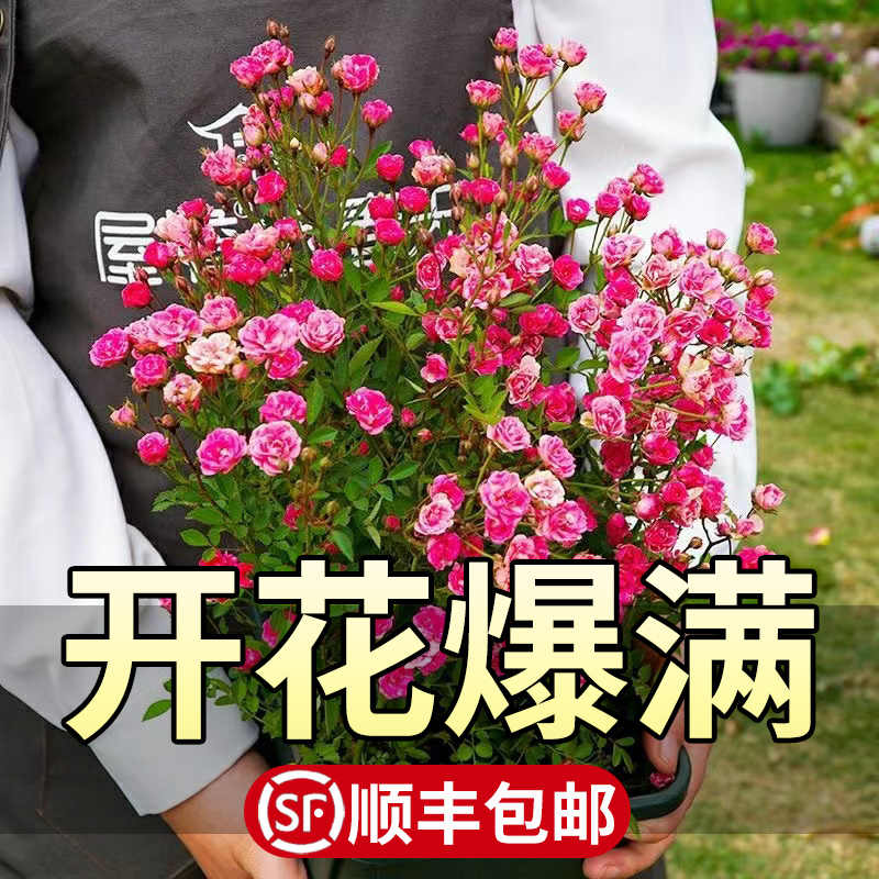 江戸時代 古瀬戸片口鉢14 5cm花入 シダ植物生育 ミニ盆栽 小盆栽花器 松 瀬戸焼花入 花入 花器 花道 茶道 華道 雨漏手 黄瀬戸 上質で快適 黄瀬戸 江戸時代 古瀬戸片口鉢14 5cm花入 シダ植物生育 ミニ盆栽 小盆栽花器 松 瀬戸焼花入 花入 花器 花道 茶道 華道 雨漏手 黄瀬戸 上質で快適 黄瀬戸