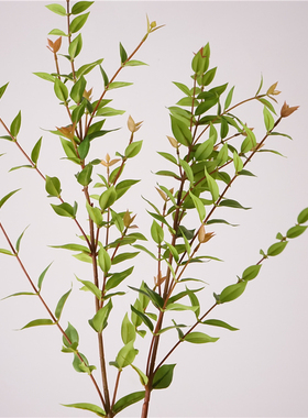 仿真绿植手感尖叶尤加利绿色家居装饰摆件摄影道具花艺花材花插花