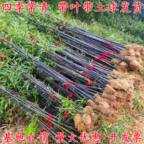 Cold-resistant bamboo Miao Courtyard Four Seasons Green Bamboo Fry Purple Bamboo Seedling Potted fence Bamboo Miao Planted Green Slim Villa walls