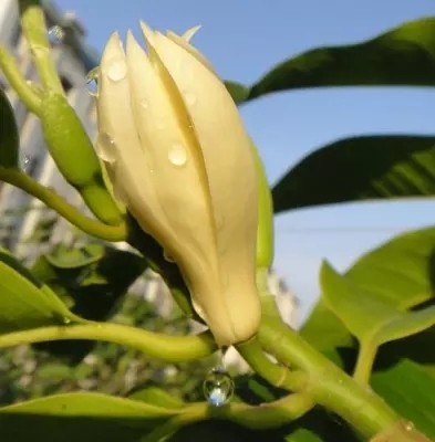 白兰花盆栽黄桷兰花卉绿植白兰花苗香味独特白玉兰花树苗四季开花 虎窝淘