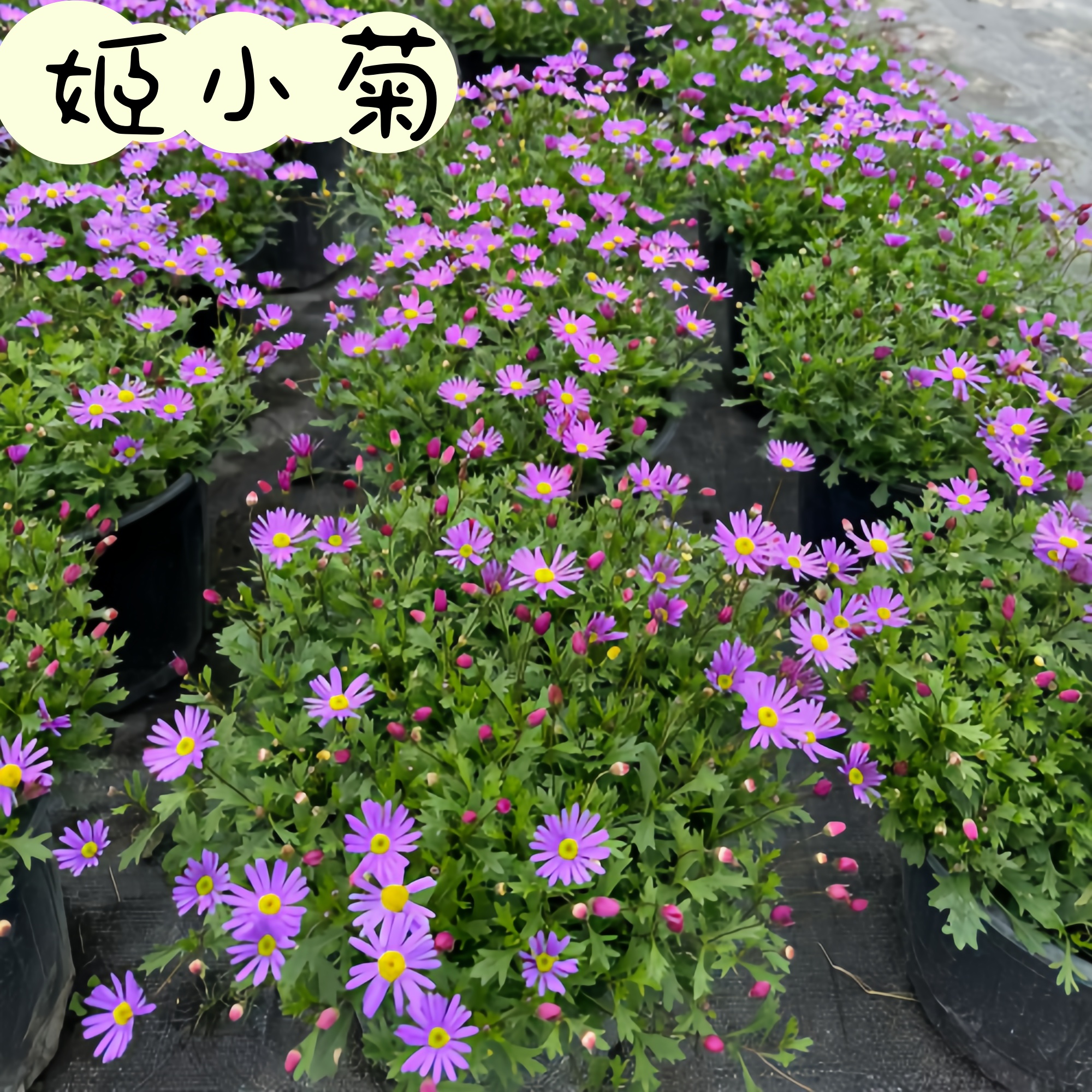 姬小菊盆栽花苞多的花玛格丽特开花不断四季开花阳台花卉地被植物 - 图1