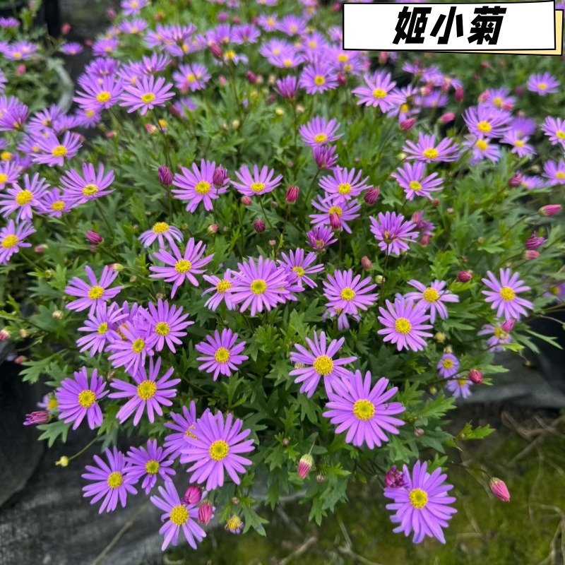姬小菊盆栽花苞多的花玛格丽特开花不断四季开花阳台花卉地被植物 - 图0