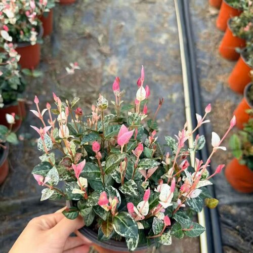 花叶络石四季五彩花卉盆栽彩络叶吊篮阳台爬藤苗绿植庭院植物垂吊 - 图0