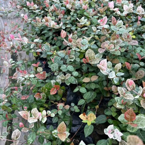 花叶络石四季五彩花卉盆栽彩络叶吊篮阳台爬藤苗绿植庭院植物垂吊 - 图1