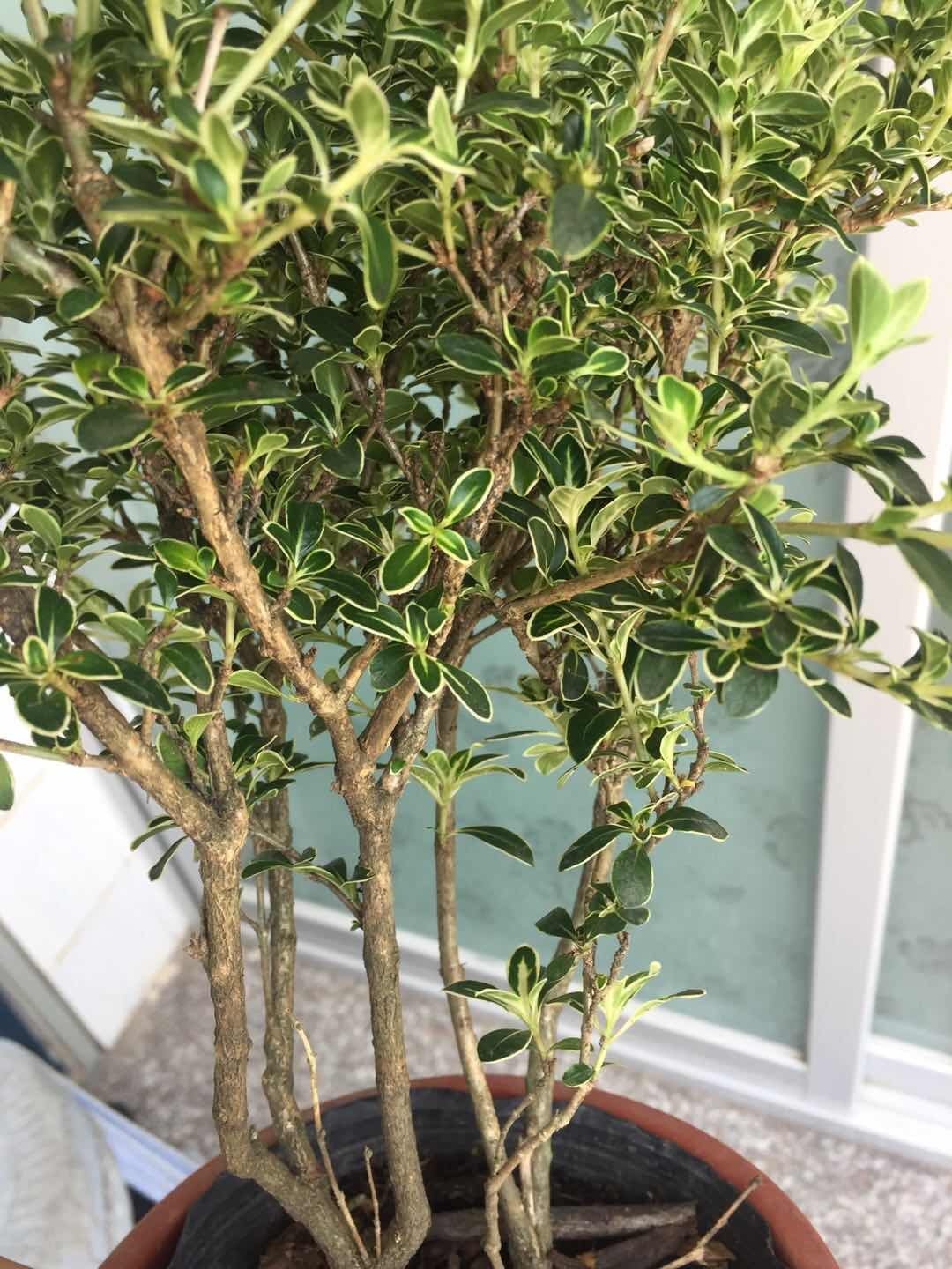 金边提根六月雪小苗盆景精包邮阳台室内桌面趣味盆栽