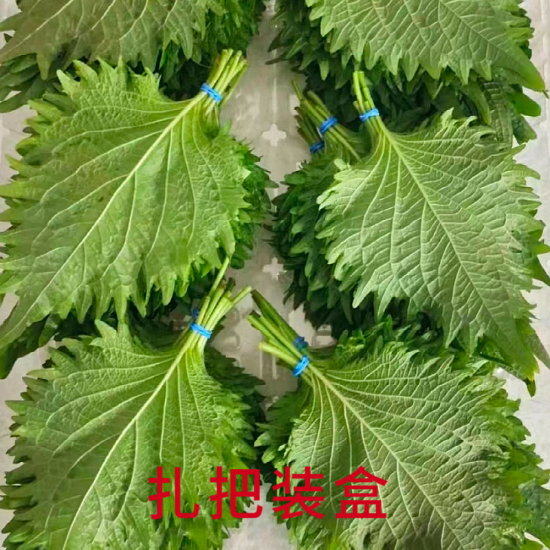 新鲜精品食用青苏叶 紫苏叶大叶 日本苏子叶 三文鱼刺身拼盘 80片,淘宝优惠券,粉丝福利购,淘宝优惠卷