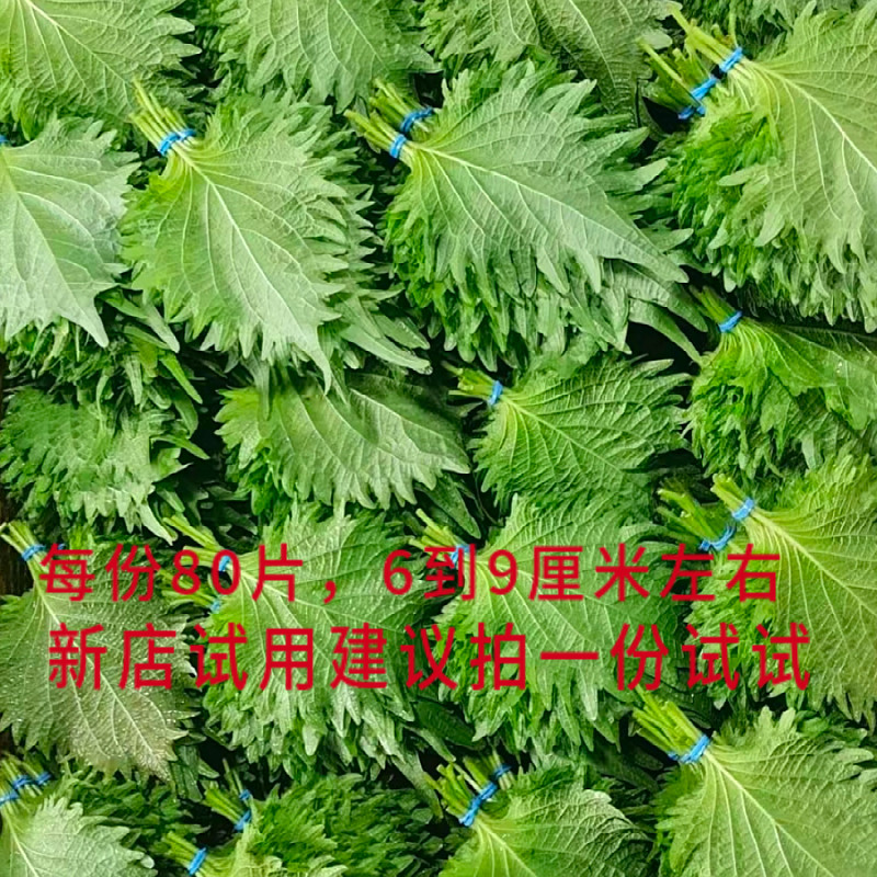 新鲜精品食用青苏叶 紫苏叶大叶 日本苏子叶 三文鱼刺身拼盘 80片,淘宝优惠券,粉丝福利购,淘宝优惠卷