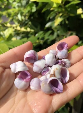 天然贝壳海螺紫口螺寄居蟹替换壳