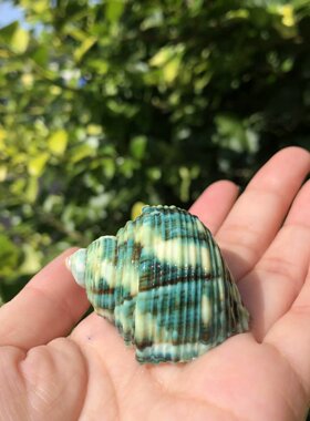 天然贝壳海螺绿螺蜗牛壳寄居蟹壳