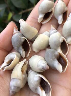 天然贝壳海螺青肚织纹螺标本螺迷你寄居蟹替换壳鱼缸水族造景装饰