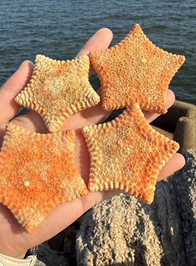 天然贝壳海螺饼干海星标本