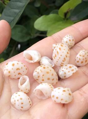 天然贝壳海螺斑点蜗牛
