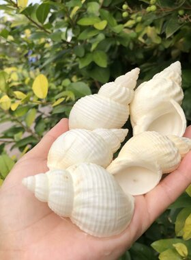 天然海螺贝壳花生鱼缸装饰摆件