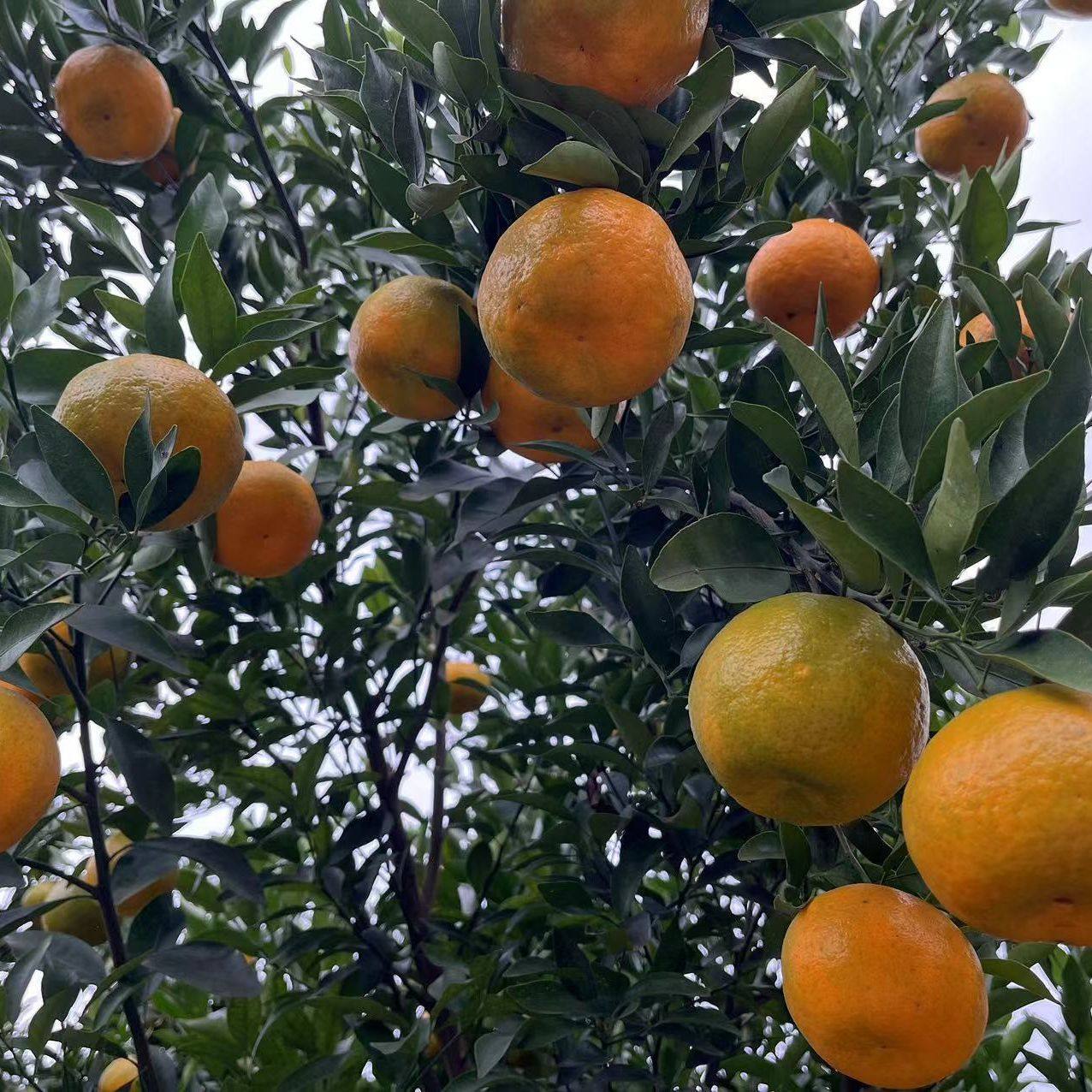 四川眉山椪柑芦柑新鲜孕妇水果应季橘子整箱,淘宝优惠券,粉丝福利购,淘宝优惠卷