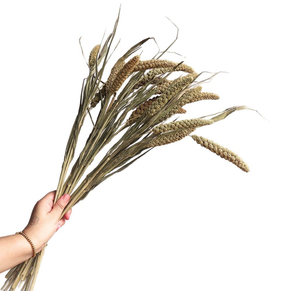 干花真花 侘寂风芦苇干花松果棉花天然麦子虞美人装饰家居花束摆,淘宝优惠券,粉丝福利购,淘宝优惠卷