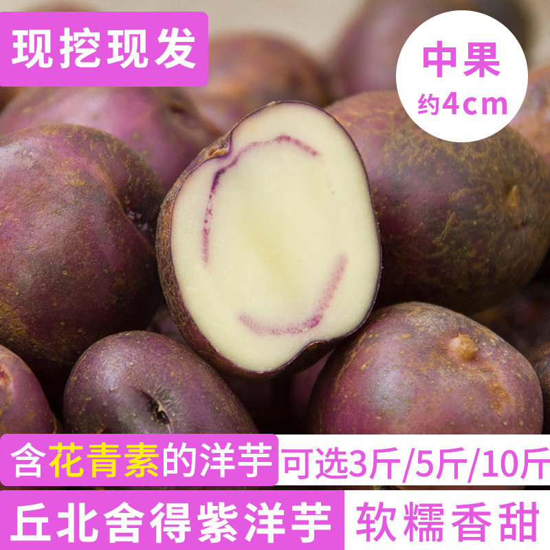 丘北舍得紫洋芋土豆七彩乌洋芋10斤云南特产高原农产品现挖马铃薯