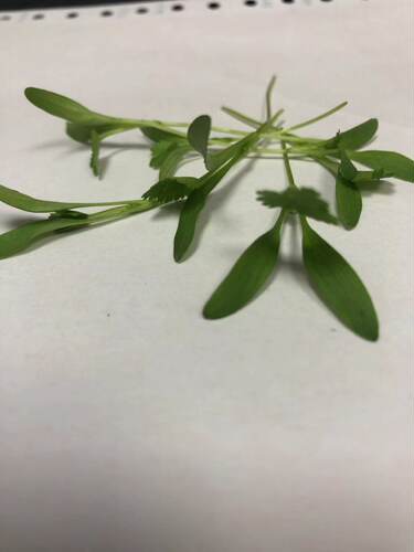 广东满80包邮顺丰 新鲜迷你香菜苗小 装饰 西餐摆盘 10元/一盒20g - 图2